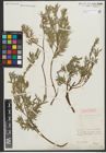 Foto von Salix repens subsp. rosmarinifolia (L.) Andersson